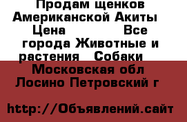 Продам щенков Американской Акиты › Цена ­ 25 000 - Все города Животные и растения » Собаки   . Московская обл.,Лосино-Петровский г.